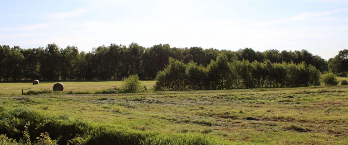 Natur entlang des Weges 3