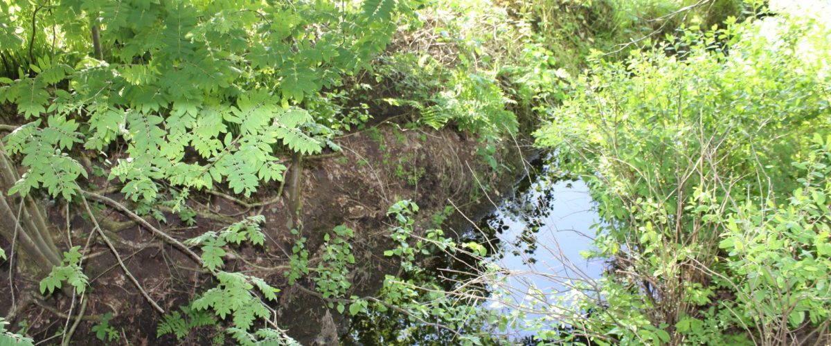 Natur entlang des Weges 2